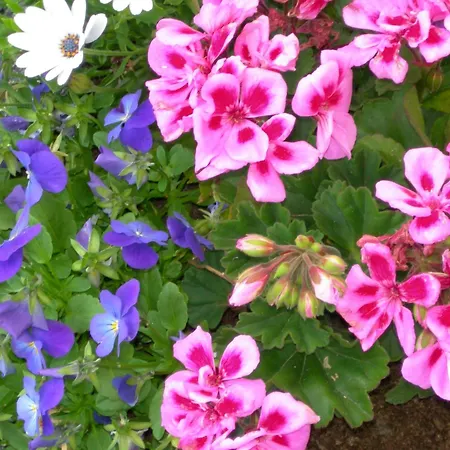 Ashfield House Failte Ireland Approved Frühstückspension