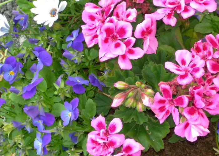 Ashfield House Failte Ireland Approved Bed & Breakfast